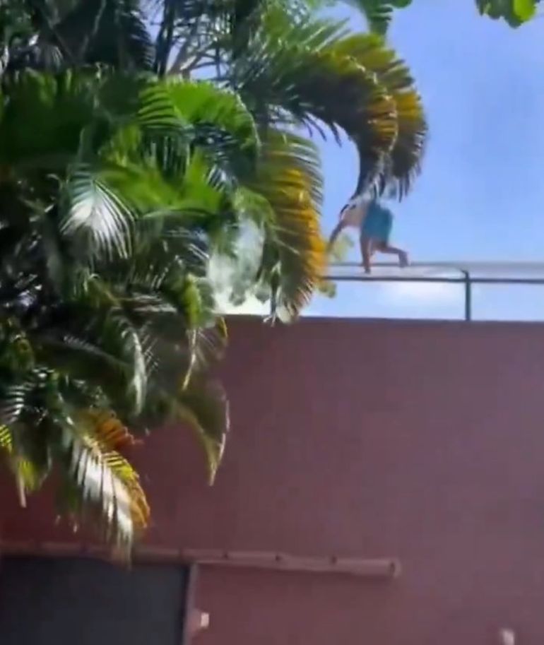 El joven trepó un muro de más de seis metros, superó las rejas de seguridad y descendió por el tronco de un árbol hasta la jaula. El joven trepó un muro de más de seis metros, superó las rejas de seguridad y descendió por el tronco de un árbol hasta la jaula.