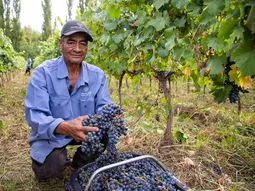 Los viñedos ganan terreno en Neuquén. Los viñedos ganan terreno en Neuquén.