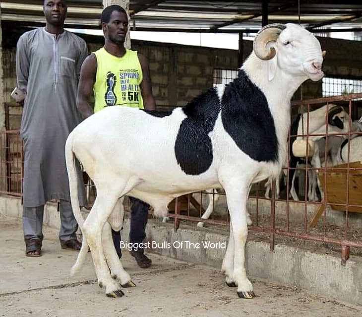 Hay shows televisivos sobre ovejas de esta raza. Foto: @Biggest Bulls Of The World Hay shows televisivos sobre ovejas de esta raza. Foto: @Biggest Bulls Of The World