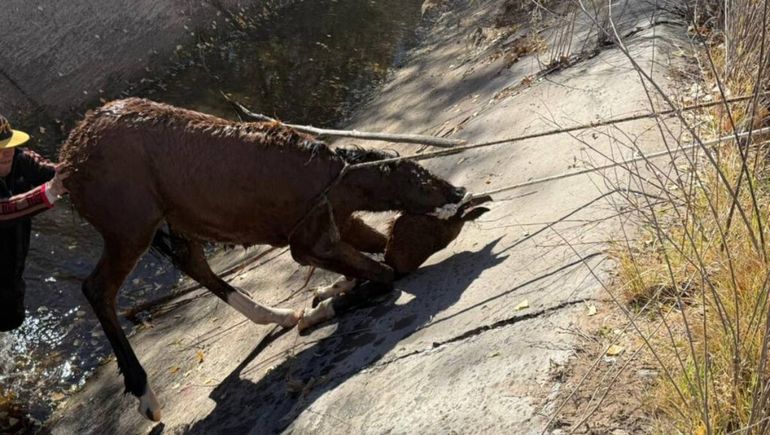 El animal permaneció atrapado por varias horas en el sector.&nbsp;