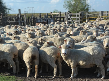 La venta impulsa la producción ganadera sostenible y busca dinamizar la economía local. Foto: INTA