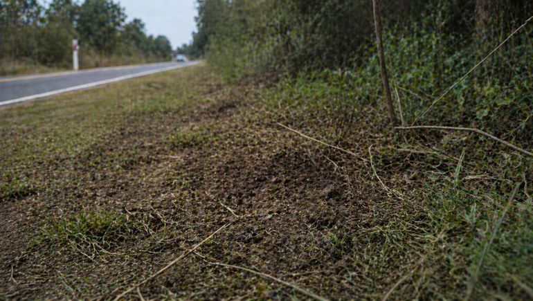 El hallazgo de restos óseos se produjo en una zona de malezas, a metros de un camino vecinal en Puerto Esperanza. El hallazgo de restos óseos se produjo en una zona de malezas, a metros de un camino vecinal en Puerto Esperanza.