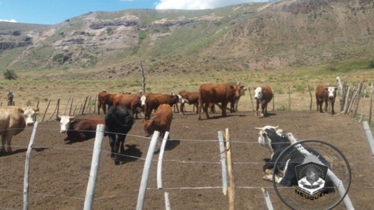 Recuperan siete vacas robadas a un criancero hace dos meses