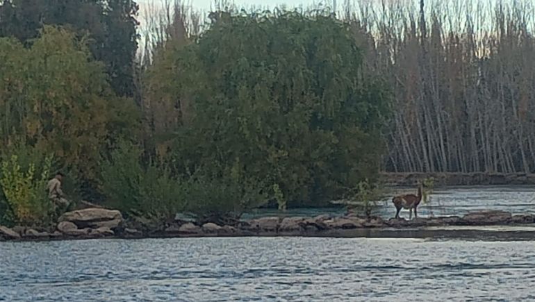 Rescataron a un guanaco de las aguas del Limay, a metros de la isla 132
