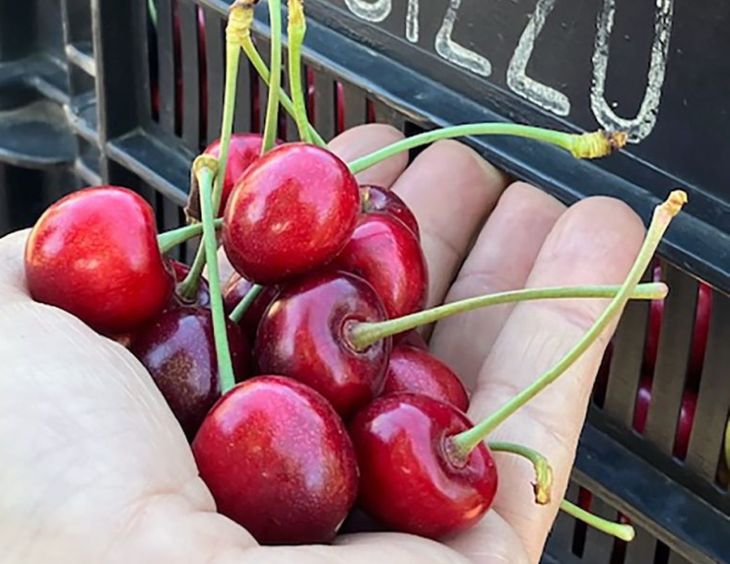 Dos frutas por día o un puñado de frutos rojos (como cerezas). Foto: Pexels Dos frutas por día o un puñado de frutos rojos (como cerezas). Foto: Pexels