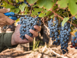 Las bodegas que certifiquen la Guía de Sostenibilidad de la Vitivinicultura Argentina, podrán usar el sello en sus productos como aval de sus prácticas y procesos sostenibles.