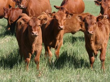 Con apenas 346.426 cabezas trasladadas, la salida de terneros fue casi 50% menor interanual y enciende alertas sobre la disponibilidad para la zafra. Con apenas 346.426 cabezas trasladadas, la salida de terneros fue casi 50% menor interanual y enciende alertas sobre la disponibilidad para la zafra.