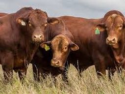 El criador, un de los más aectados en 2023 dentro de la actividad. El criador, un de los más aectados en 2023 dentro de la actividad.