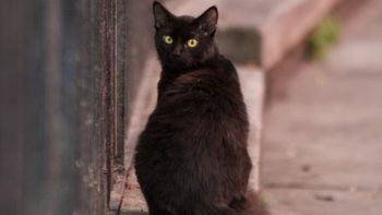 Refugios y veterinarias refuerzan controles durante Halloween para evitar adopciones impulsivas y proteger a los animales del maltrato. Refugios y veterinarias refuerzan controles durante Halloween para evitar adopciones impulsivas y proteger a los animales del maltrato.