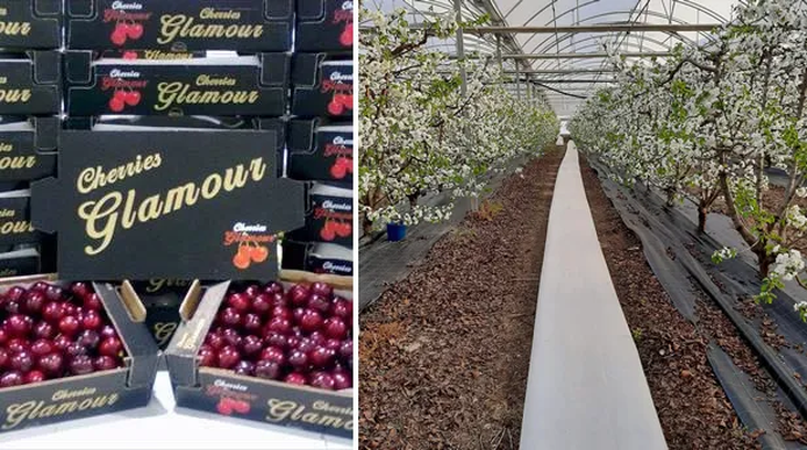 La producción es intensiva pero de altos costos. La producción es intensiva pero de altos costos.