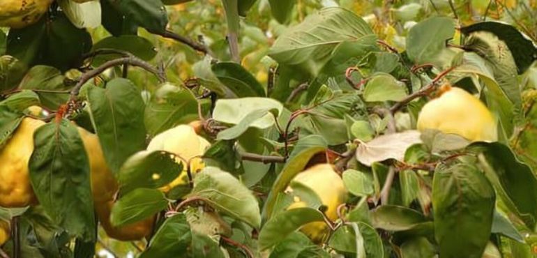 Esta es la fruta que puede bajar el colesterol y ayuda a controlar el azúcar