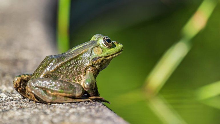 Soñar con sapos: conocé qué significa