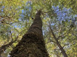 Destacan el potencial de ecosistemas regionales para mitigar el cambio climático. Destacan el potencial de ecosistemas regionales para mitigar el cambio climático.