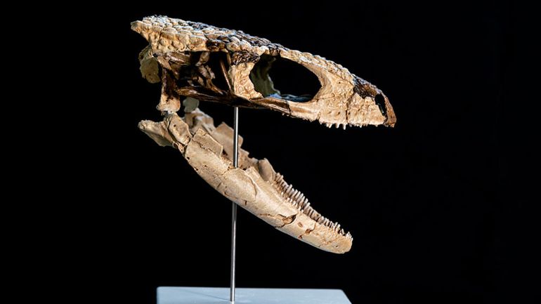 Científicos del CONICET encontraron en la Patagonia un nuevo reptil de 70 millones de años