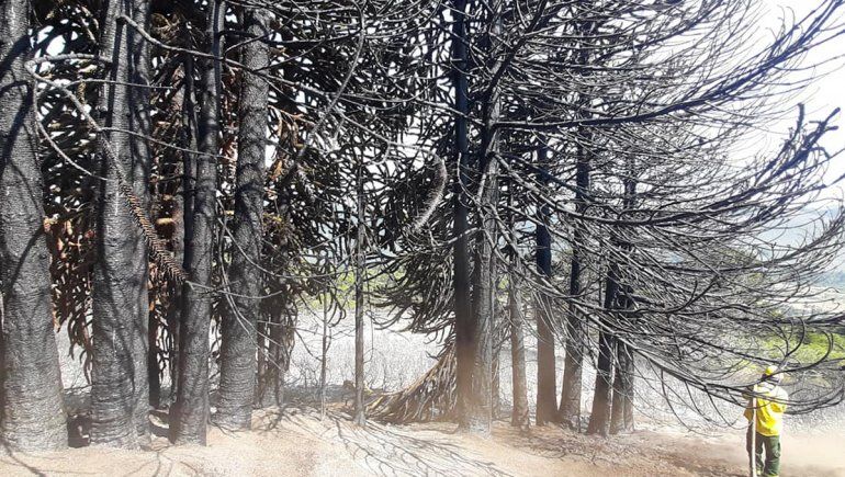 Mientras el foco principal sigue fuera de control, se activaron dos más en Aluminé