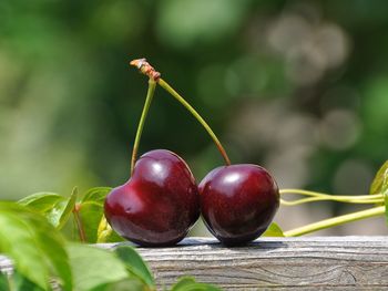 chile apunta a que la cereza que no sea competitiva no sea exportada
