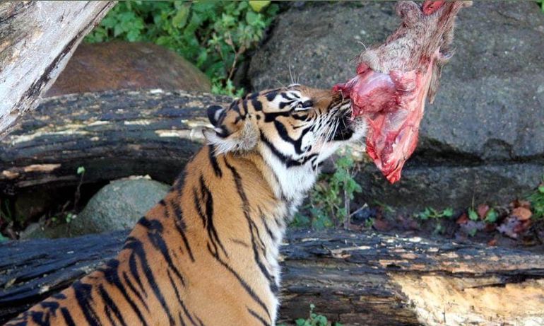 Un zoológico de Dinamarca acepta mascotas como donaciones para alimentar depredadores. Un zoológico de Dinamarca acepta mascotas como donaciones para alimentar depredadores.