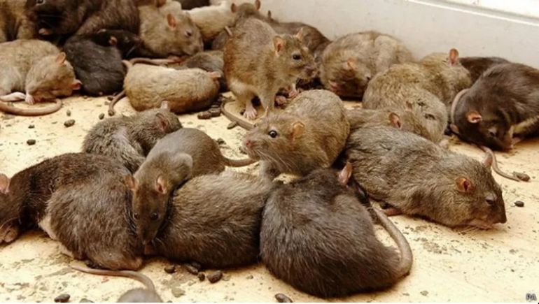 Preocupa un criadero de ratas en Bariloche