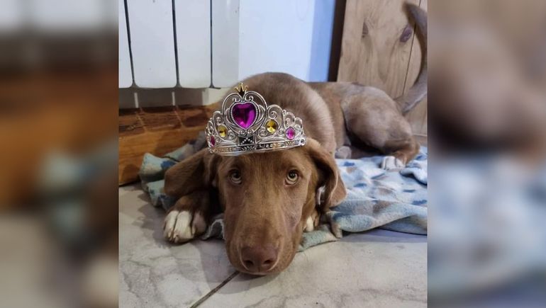 Un patrullero atropelló a una perrita rescatada y la tuvieron que sacrificar