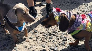 En Comodoro Rivadavia hubo fiesta de perros salchicha. En Comodoro Rivadavia hubo fiesta de perros salchicha.