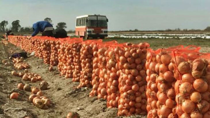 Exportaciones en suspenso: Brasil abre una oportunidad para la cebolla argentina, pero la calidad y el clima condicionan el negocio