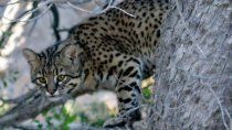 el magnifico registro de un gato montes en el parque nacional lanin