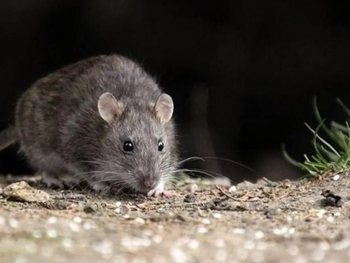 El brote de hantavirus en la provincia de Buenos Aires ya dejó siete muertos y mantiene bajo vigilancia a distintas zonas rurales. El brote de hantavirus en la provincia de Buenos Aires ya dejó siete muertos y mantiene bajo vigilancia a distintas zonas rurales.