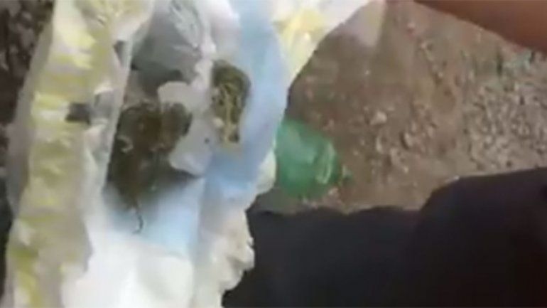 Video: madre llevaba marihuana en el pañal de su bebé y fue detenida