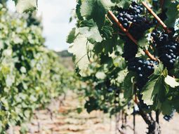 Ante la proximidad del tercer vuelo de la plaga, SENASA difunde recomendaciones. Ante la proximidad del tercer vuelo de la plaga, SENASA difunde recomendaciones.