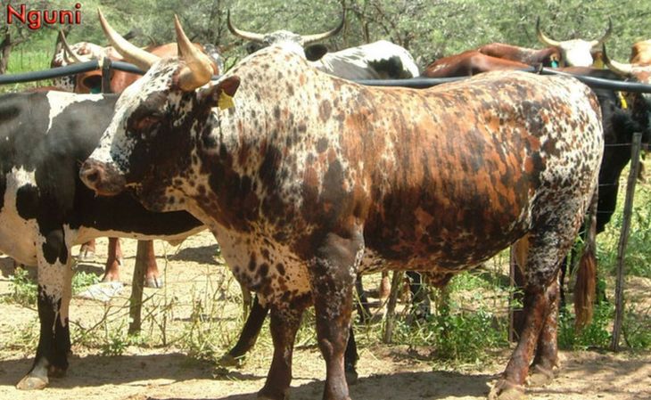 La producción ganadera con Nguni es una forma concreta de avanzar hacia modelos más amigables con el medio ambiente.
