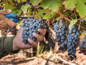 Las bodegas que certifiquen la Guía de Sostenibilidad de la Vitivinicultura Argentina, podrán usar el sello en sus productos como aval de sus prácticas y procesos sostenibles.