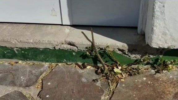 Preocupación por la presencia de culebras en un parque de Valentina Norte