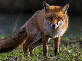 El contagio, detectado en Zaragoza, revela el aumento de virus en aves silvestres, aunque los expertos piden evitar alarmas.