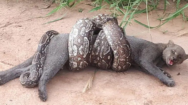 El ataque de una boa lampalagua a un puma yaguarundi que se volvió viral
