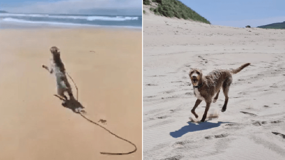 Rescued puppy goes viral on YouTube after visiting the beach