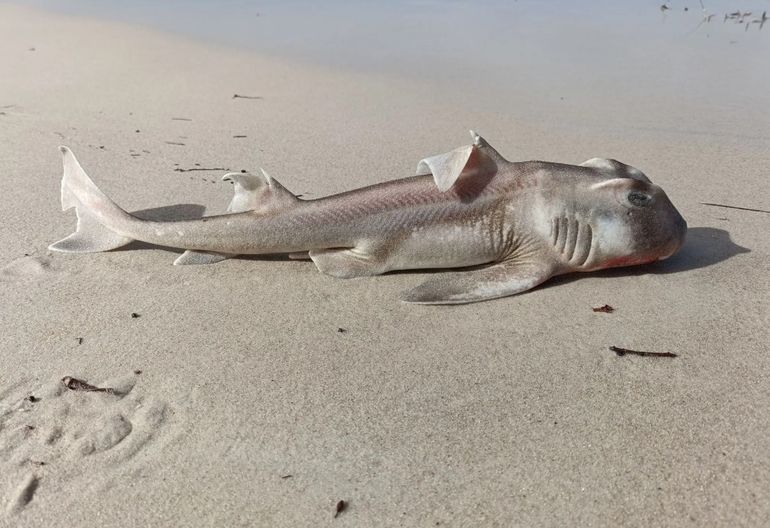 Presentan un plan millonario para combatir la proliferación de algas tóxicas en el agua en Australia Presentan un plan millonario para combatir la proliferación de algas tóxicas en el agua en Australia