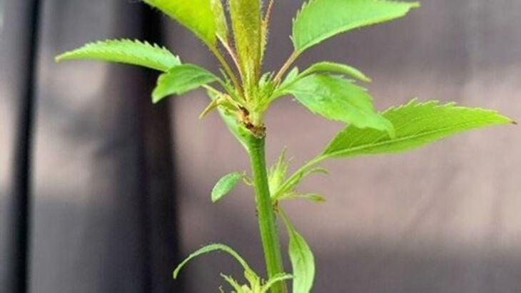 Un cerezo que no entra en reposo abre nuevas claves para adaptar la fruticultura al calentamiento global