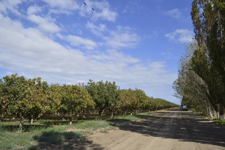La mayoría de los cultivos de pistacho se concentran en 25 de Mayo. También hay plantaciones en San Martín, Pocito y Caucete. La mayoría de los cultivos de pistacho se concentran en 25 de Mayo. También hay plantaciones en San Martín, Pocito y Caucete.