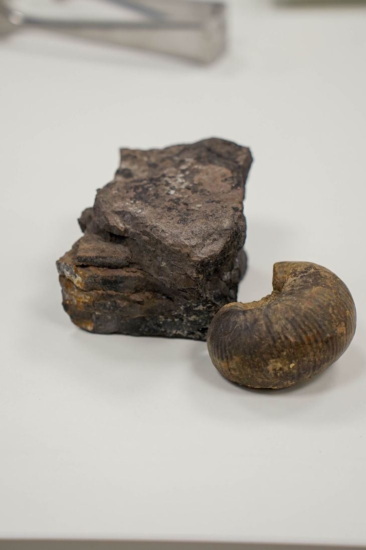 Las rocas que forman parte del suelo de la cuenca neuquina.