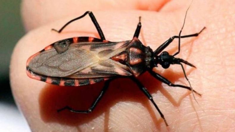 Alerta: apareció una vinchuca en barrio Copol y analizan si transmite mal de chagas | LM Neuquen Alerta: apareció una vinchuca en barrio Copol y analizan si transmite mal de chagas
