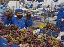 Perú lidera las exportaciones de uva de mesa del hemisferio sur. Perú lidera las exportaciones de uva de mesa del hemisferio sur.