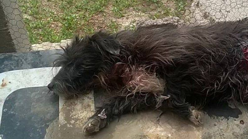 Delincuentes intentaron robarle y casi matan a su perro a puñaladas