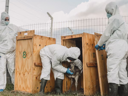 Esta icónica ave patagónica enfrenta graves amenazas. Esta icónica ave patagónica enfrenta graves amenazas.