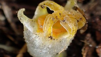 descubren una flor japonesa con luz que se creia extinguida descubren una flor japonesa con luz que se creia extinguida