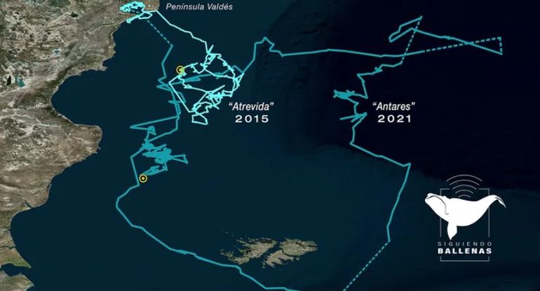 La comparación del recorrido de antares en 2015, en solitario, y en 2021, junto a su cría anterior, en un gráfico del proyecto colaborativo Siguiendo Ballenas. La comparación del recorrido de antares en 2015, en solitario, y en 2021, junto a su cría anterior, en un gráfico del proyecto colaborativo Siguiendo Ballenas. 