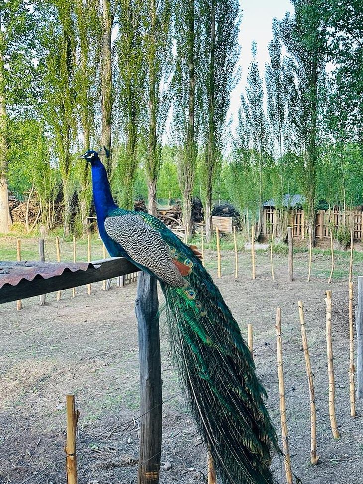 La diversidad de aves