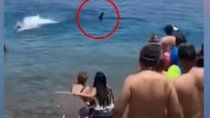 ¡escalofriante! un tiburon ballena se acerco a los turistas en una playa de israel y los mato de susto ¡video! ¡escalofriante! un tiburon ballena se acerco a los turistas en una playa de israel y los mato de susto ¡video!