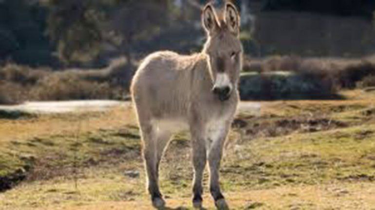 Tres pibes violaron a un burro y ahora deberán declarar