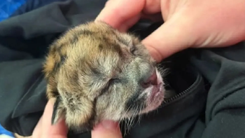 que se sabe sobre el nuevo hogar del cachorro de puma rescatado en la ruta 40 que se sabe sobre el nuevo hogar del cachorro de puma rescatado en la ruta 40