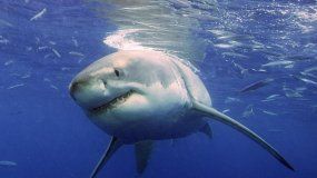 Australia: un tiburón atacó y mató a un surfista